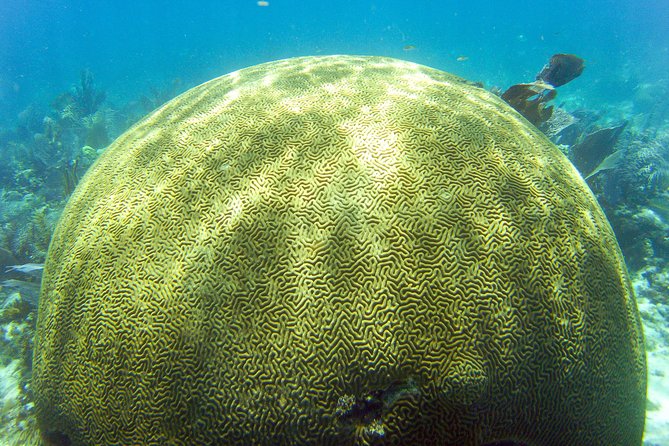 Key Largo Snorkeling Tour - rental mask, fins and vest INCLUDED - Is $67.50 a fair price?