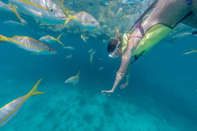 Key West Afternoon Snorkel Sail with Unlimited Cocktails! - What you may see below the surface