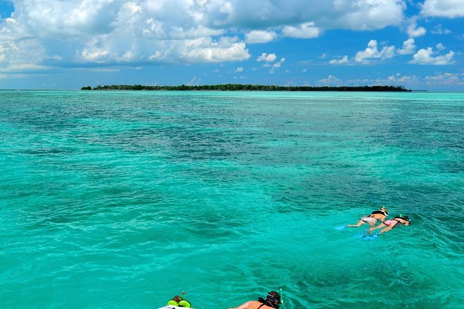 Key West Dolphin Watch and Snorkel Tour - Eco Adventure - What the Gulf backcountry snorkel is really like
