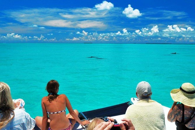 Key West Dolphin Watch and Snorkel Tour - Eco Adventure - Practical planning for the morning or afternoon
