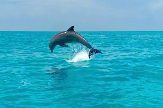Key West Dolphin Watch and Snorkel Tour - Eco Adventure - My verdict on the dolphin watch and snorkel