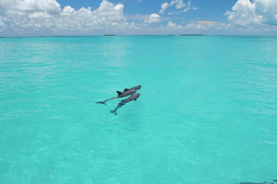 Key West: Dolphin Watching and Snorkeling Eco Cruise Tour - Key points to know before you book
