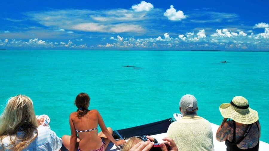 Key West: Dolphin Watching and Snorkeling Eco Cruise Tour - A three-hour outing built around wild dolphins