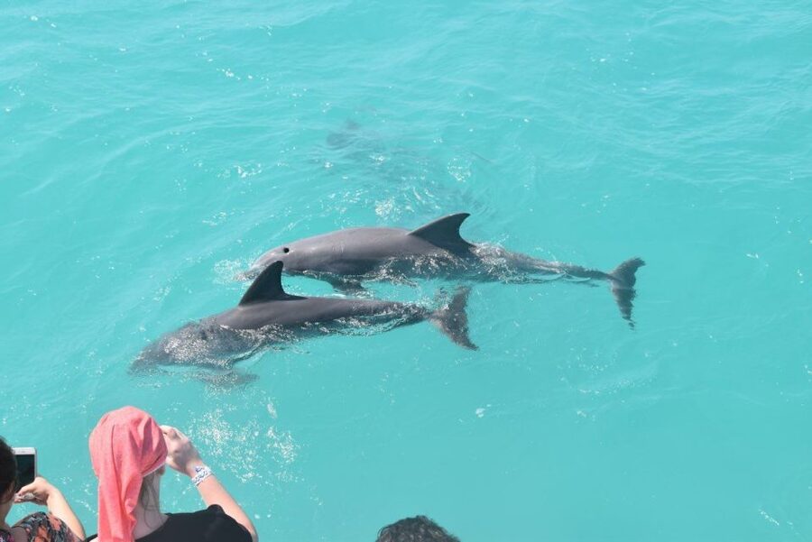 Key West: Dolphin Watching and Snorkeling Sunset Cruise - Snorkeling near Cottrell Key