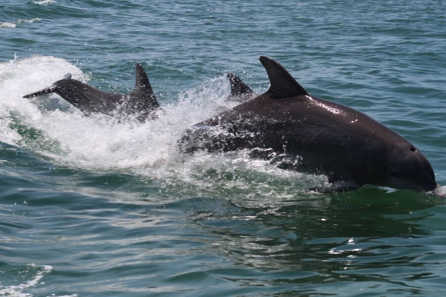 Key West: Dolphin Watching and Snorkeling Sunset Cruise - Is $79 a fair price?