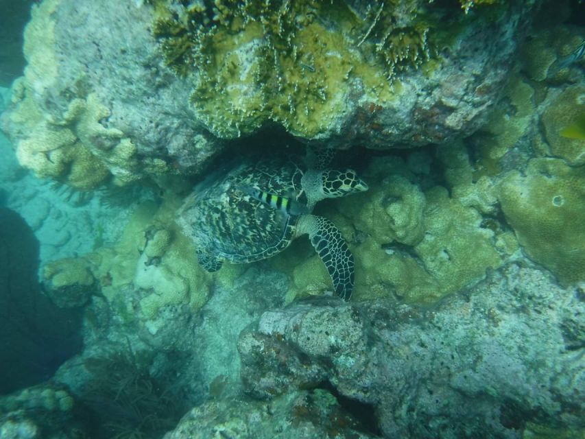 Key West: Dolphin Watching and Snorkeling Sunset Cruise - Who will enjoy this experience most?