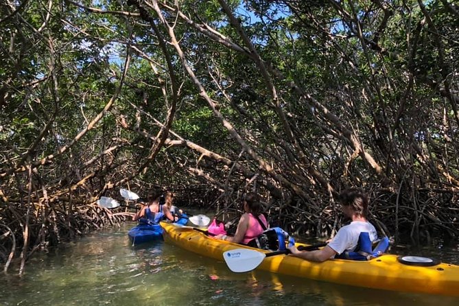Key West Mangrove Kayak Eco Tour - Why the mangroves make this a worthwhile Key West outing