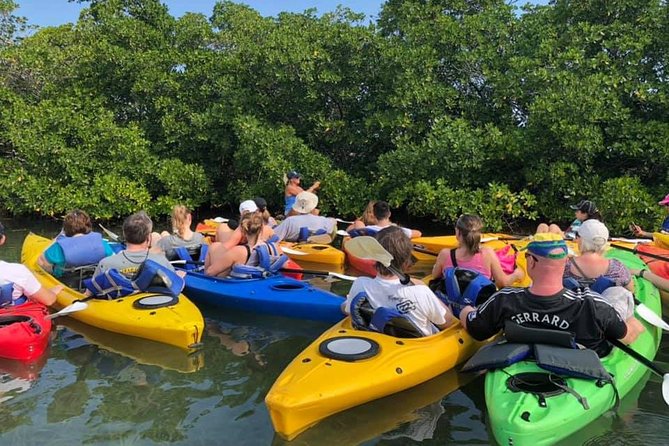 Key West Mangrove Kayak Eco Tour - Wildlife you might see along the route