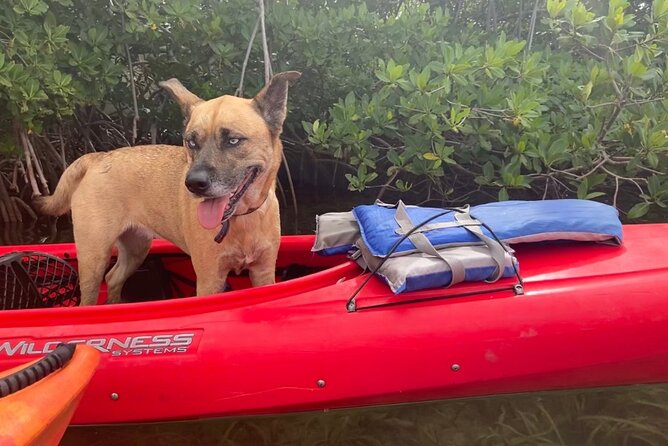Key West Mangrove Kayak Eco Tour - Weather, clothing, and useful packing advice