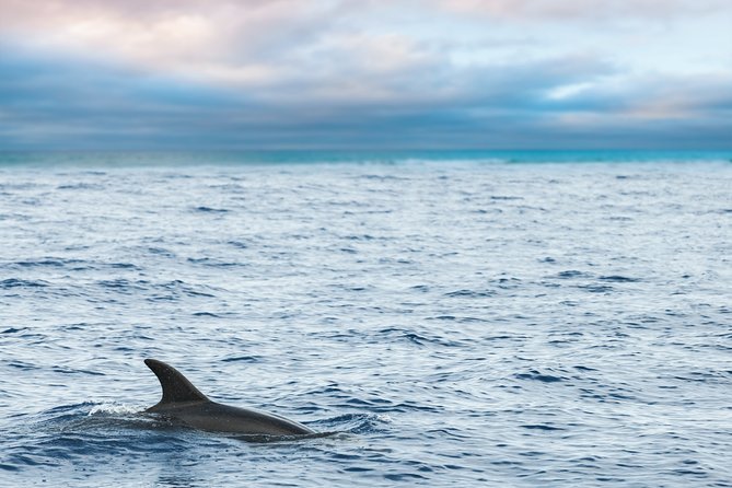 Key West Sunset Sail: Dolphin Watching, Wine, and Tapas - Looking for dolphins in Key West waters