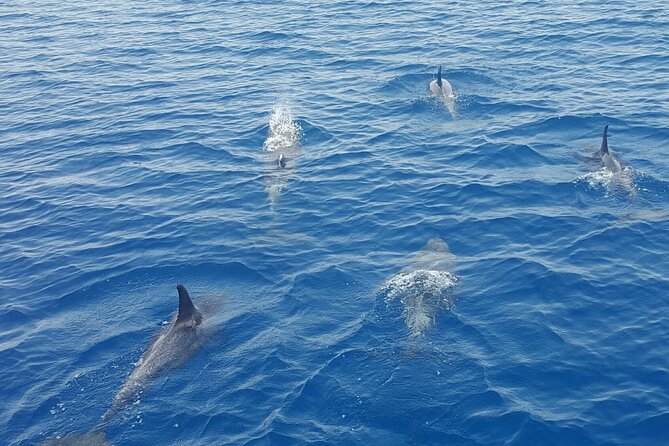 Key West Sunset Sail: Dolphin Watching, Wine, and Tapas - Wine, champagne, beer, and a light tapas spread