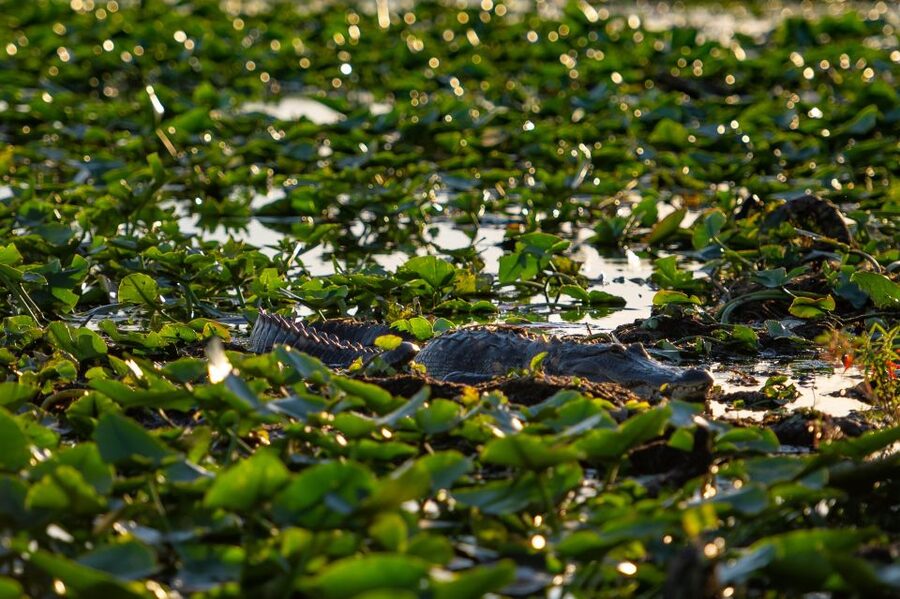 Kissimmee: Boggy Creek Airboat Ride with Optional Meal - The Native American Village and Jororo Story