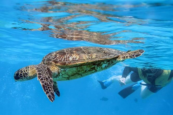 Ko Olina Catamaran Sail and Snorkel with Lunch - Timing, transport, and what to bring