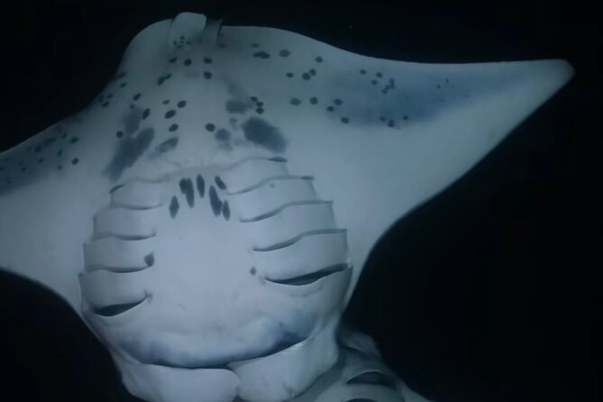 KONA Manta Ray Night Snorkel - FREE re-ride if no Sightings - What happens once you enter the water
