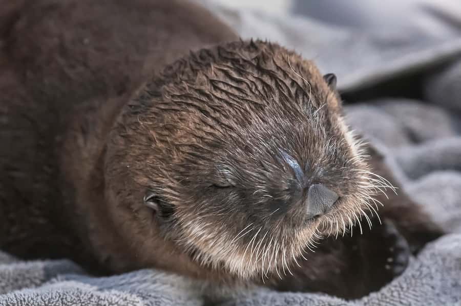 LA: Aquarium of the Pacific Skip-the-Line Entry - Is $44 a fair price?