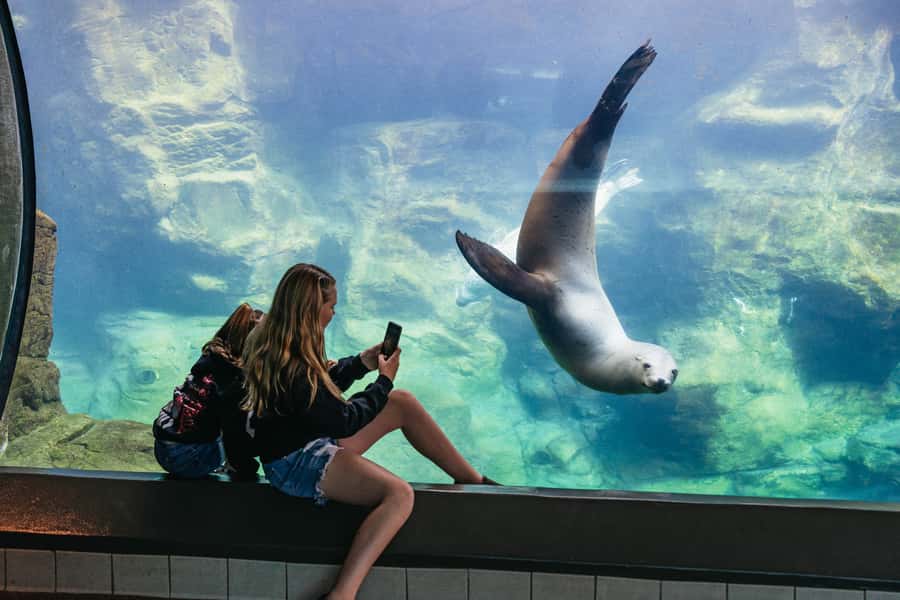 LA: Aquarium of the Pacific Skip-the-Line Entry - Sea otters, penguins, and familiar favorites