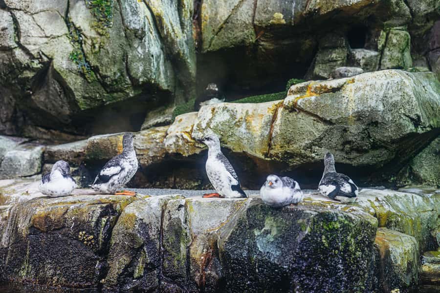 LA: Aquarium of the Pacific Skip-the-Line Entry - How long should you allow?