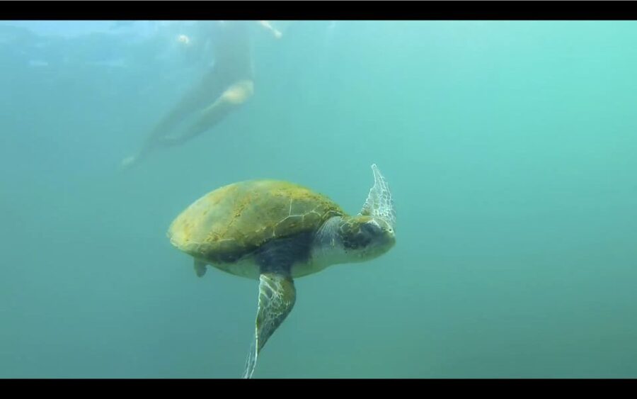 La Jolla: 2-Hour Kayak Tour of the 7 Caves - Wildlife is often as good as the caves