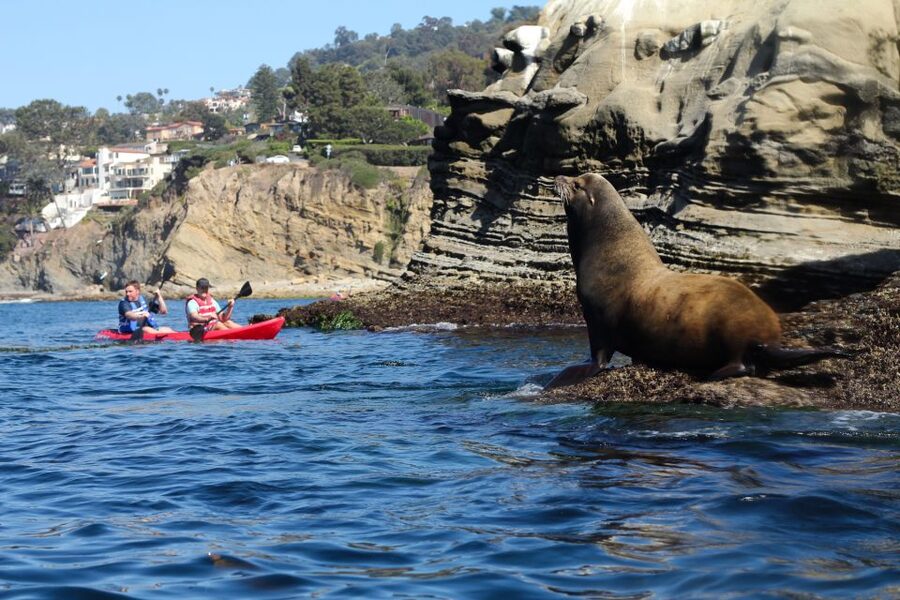 La Jolla: 2-Hour Kayak Tour of the 7 Caves - The ocean can change the plan