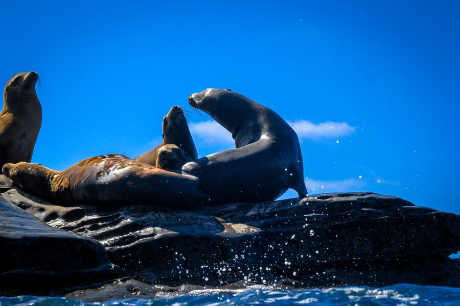 La Jolla: 2-Hour Kayak Tour of the 7 Caves - Is $80 a fair price for two people?