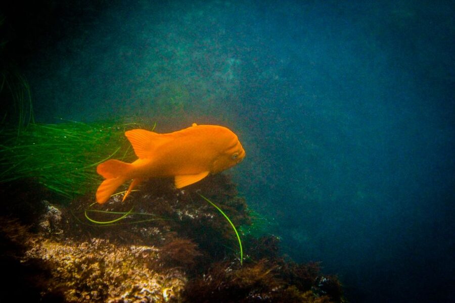 La Jolla: 2-Hour Kayak Tour of the 7 Caves - Practical tips for a smoother outing