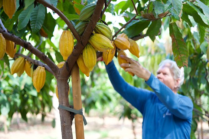 Lahaina: Maui Ku'ia Estate Guided Cacao Farm Tour and Tasting - Key points at a glance