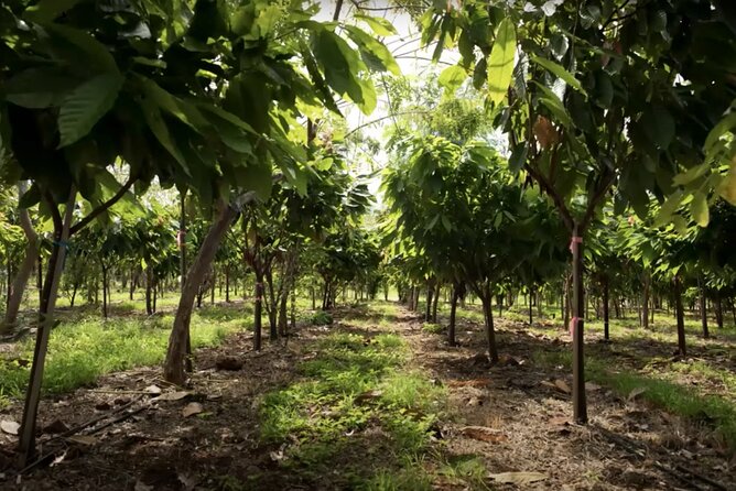 Lahaina: Maui Ku'ia Estate Guided Cacao Farm Tour and Tasting - Group size, comfort, and access