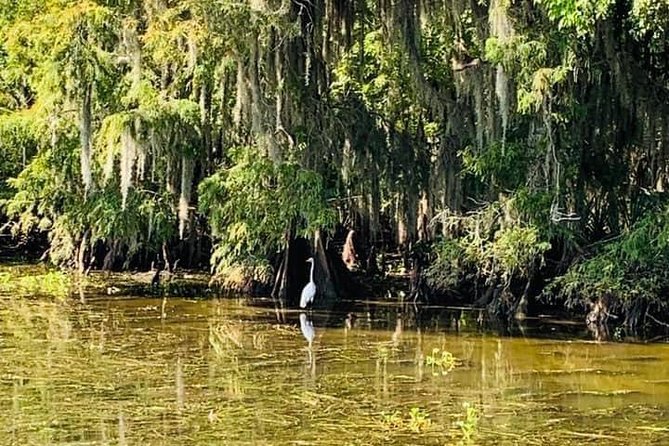 Large Airboat Swamp Tour with Transportation from New Orleans - The ride is more than a wildlife checklist