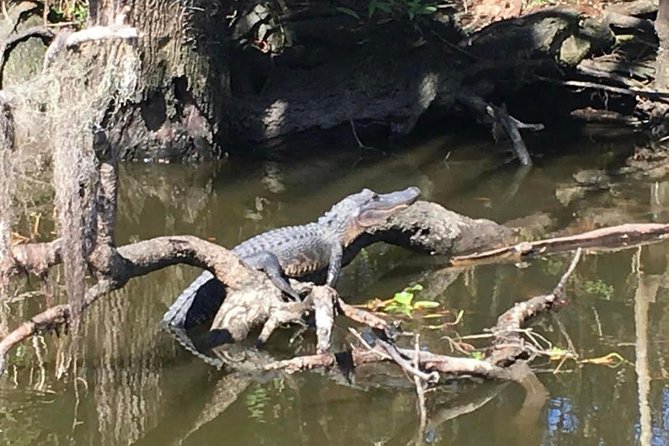 Large Airboat Swamp Tour with Transportation from New Orleans - The best season for your priorities