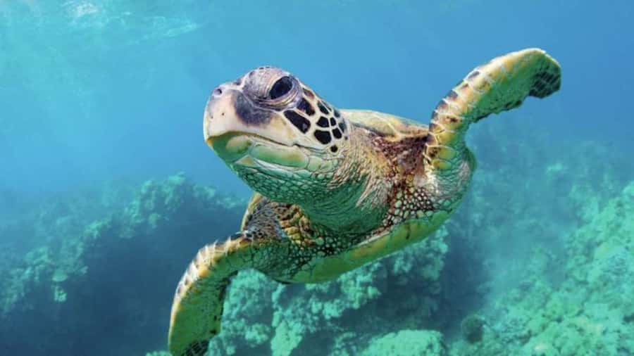 Las Vegas: Shark Reef Aquarium Entry Ticket - Key points at a glance