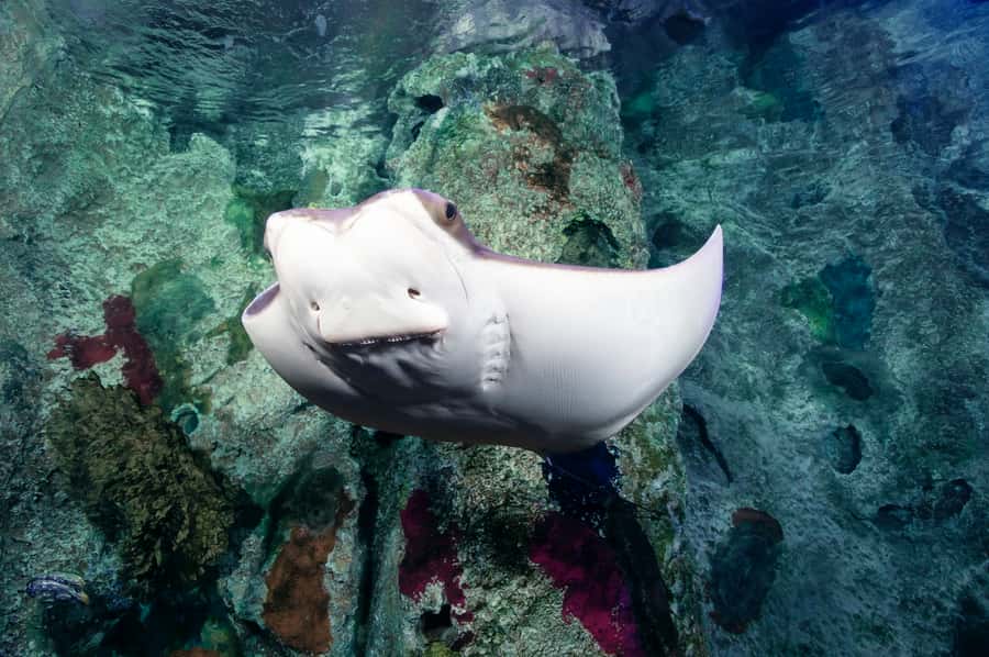 Las Vegas: Shark Reef Aquarium Entry Ticket - Practical tips for a better visit