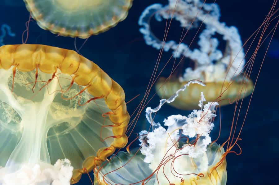 Las Vegas: Shark Reef Aquarium Entry Ticket - The shipwreck is the main event