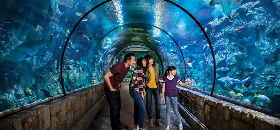 Las Vegas: Shark Reef Aquarium Entry Ticket - The touch pool gives you something to do