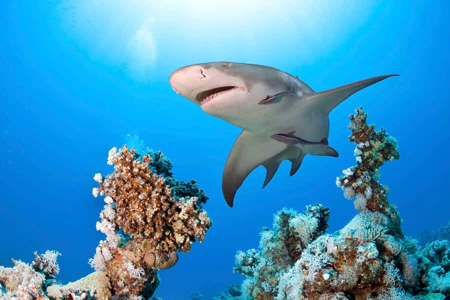 Las Vegas: Shark Reef Aquarium Entry Ticket - The Undersea Explorer VR Experience