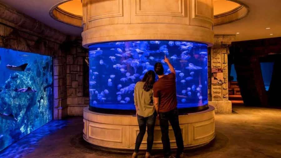 Las Vegas: Shark Reef Aquarium Entry Ticket - How long should you plan to stay?