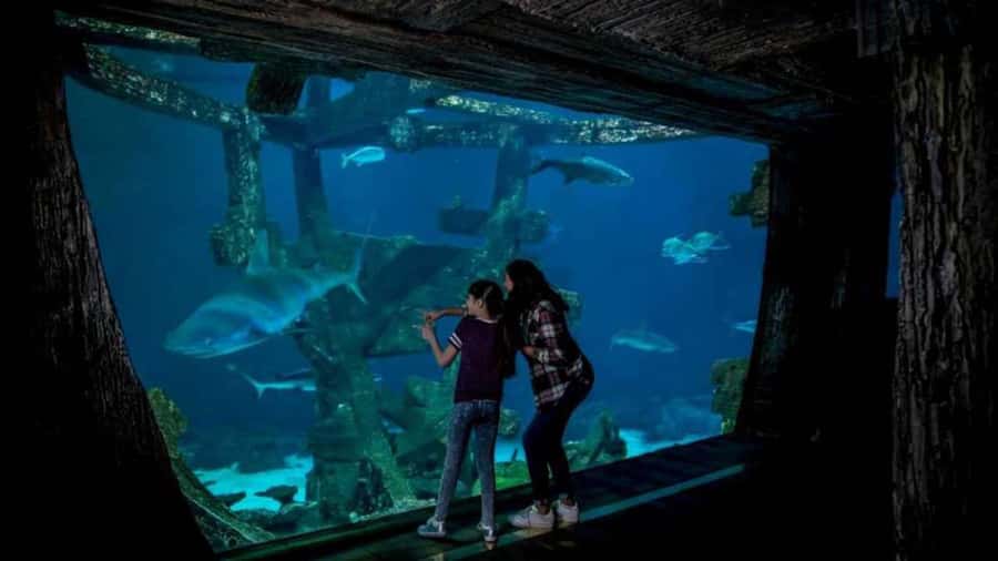 Las Vegas: Shark Reef Aquarium Entry Ticket - Who will enjoy this aquarium most?