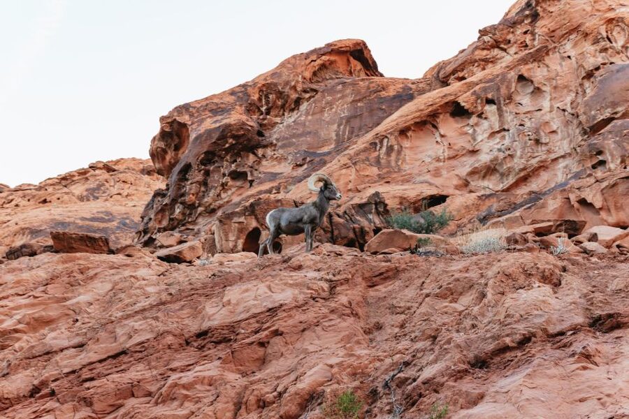 Las Vegas: Valley of Fire Guided Hike with Drinks and Snacks - Red sandstone, arches, caves, and scrambling