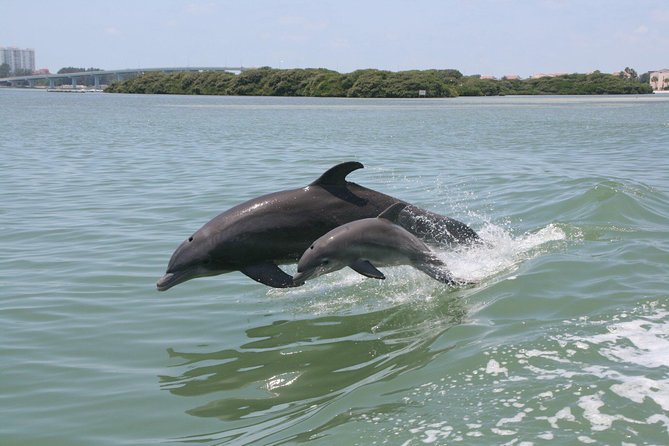 Little Toot Dolphin Adventure at Clearwater Beach - Key things to know before boarding