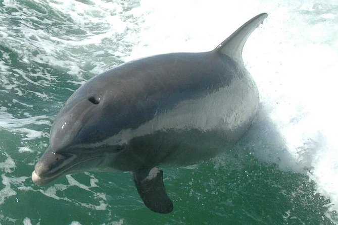 Little Toot Dolphin Adventure at Clearwater Beach - Who will enjoy Little Toot most?