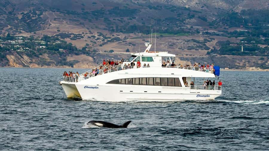 Long Beach: Whale and Dolphin Watching Cruise - Key points to know before you book
