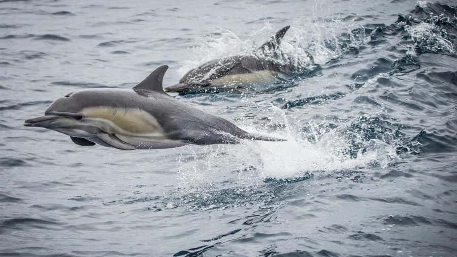 Long Beach: Whale and Dolphin Watching Cruise - The open Pacific search for whales
