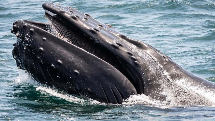 Long Beach: Whale and Dolphin Watching Cruise - Why the dolphins may steal the show