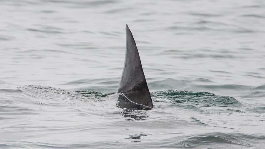 Long Beach: Whale and Dolphin Watching Cruise - The $45 price and what you receive