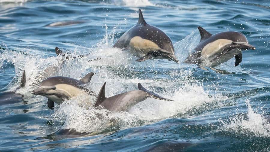 Long Beach: Whale and Dolphin Watching Cruise - What the strongest outings have in common