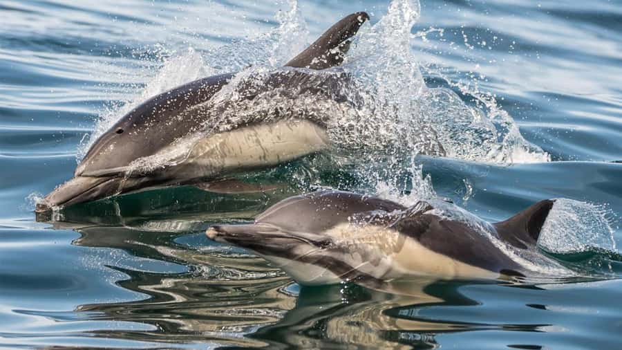 Long Beach: Whale and Dolphin Watching Cruise - The small drawbacks worth knowing
