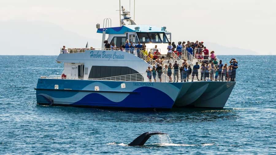 Long Beach: Whale and Dolphin Watching Cruise - The opening harbor views and Long Beach sights