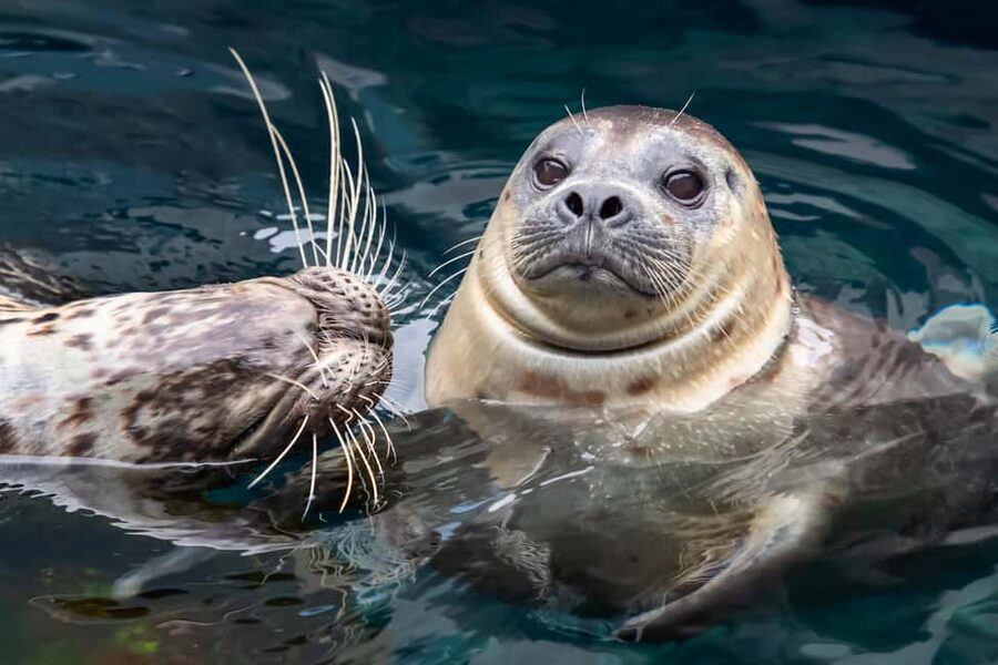 Los Angeles: All-Inclusive Pass Plus with Universal Studios - Theme parks, aquariums, and big family days