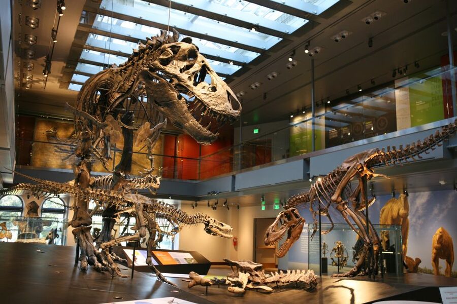 Los Angeles: Natural History Museum of LA Entry Ticket - Getting there and entering the museum