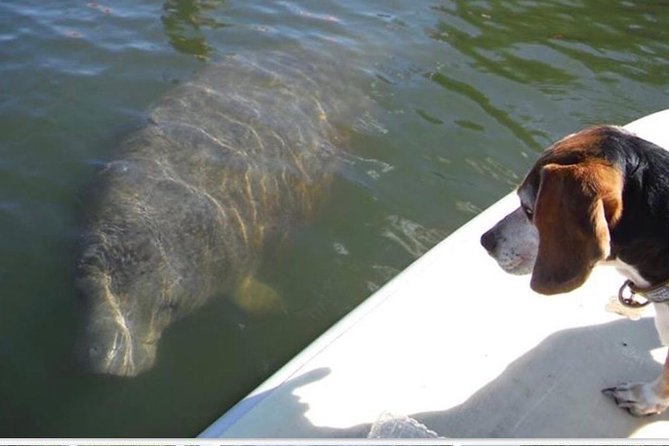 Lovers Key Guided Eco Tour-Mangrove Estuary - Key Points Before You Book