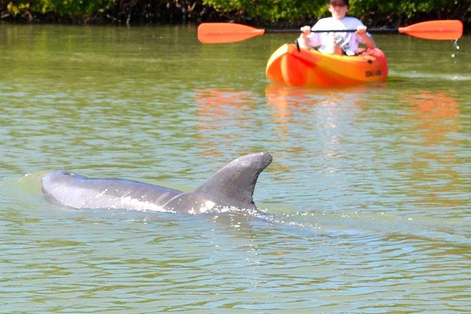 Lovers Key Guided Eco Tour-Mangrove Estuary - Why Lovers Key’s Estuary Is Worth Your Morning